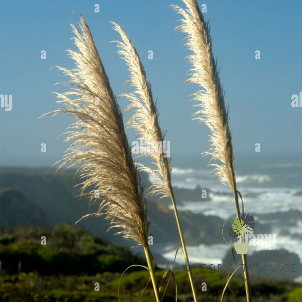 🌾 ΓΥΝΕΡΙΟ – Gynerium argenteum - 3 lt